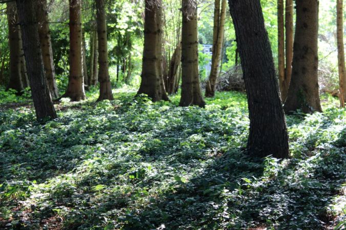 chantalharvey-lostgarden-artefiction