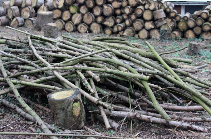 chantalharvey-branches-artefiction