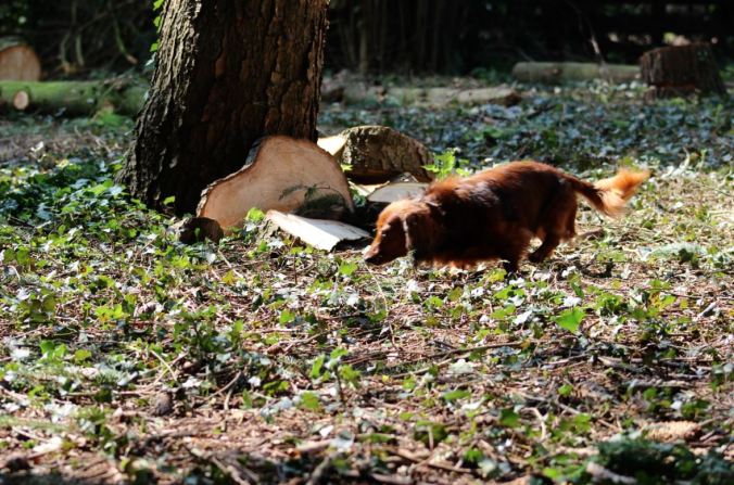 chantalharvey-biertje-dachshund-artefiction