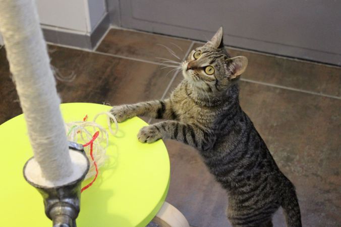 7.3 catart-artefiction-chantalharvey