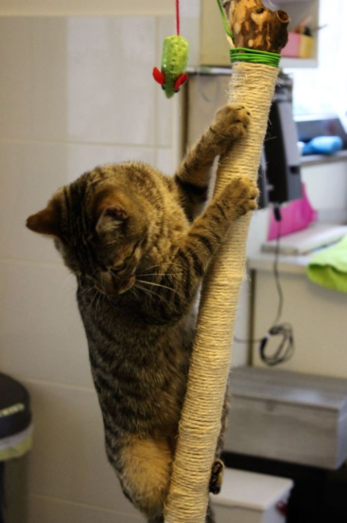 7.6 catart-artefiction-chantalharvey