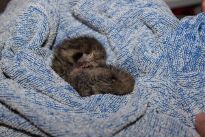 Pip-64grams-September19-2014