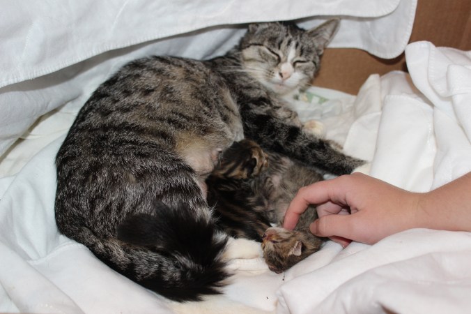 pip-dymphy-chantalharvey-cat