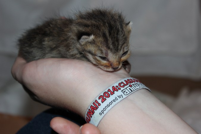 Pip-cat-kitten-chantalharvey