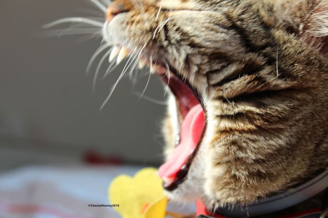 piproar-chantalharvey-2016