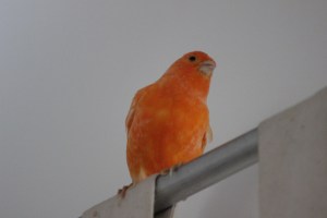 Charlie-Rome-Laura-Paolo-Chantalharvey